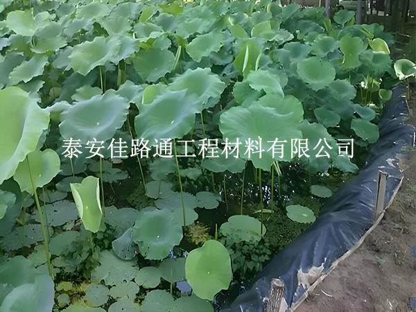 魚蝦養(yǎng)殖防滲膜坡面怎么處理？這些方法保穩(wěn)固防滲漏